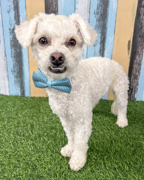 picture of the dog needing adoption