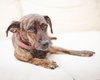 Millie - Photo 7