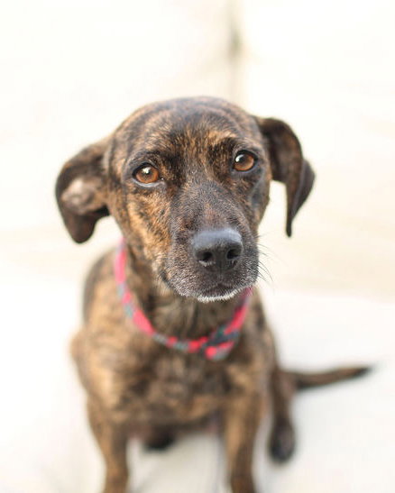 MILLIE - Chihuahua / Dachshund available for adoption