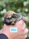 Milo - Photo 9