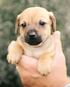 Milo - Photo 3