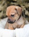 Milo - Photo 6