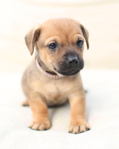 MILO - Chihuahua / Poodle (Miniature) available for adoption