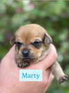 Marty - Photo 7