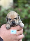 Max - Photo 9