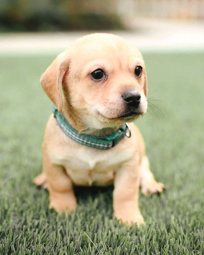 MAX - Chihuahua / Poodle (Miniature) available for adoption