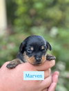 Marven - Photo 7