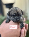Marley - Photo 5