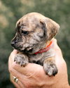 Marley - Photo 2