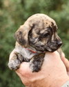 Marley - Photo 3