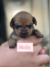 Molly - Photo 7