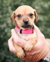 Molly - Photo 3