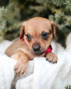 Molly - Photo 5