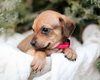 Molly - Photo 6