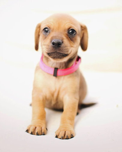 MOLLY - Chihuahua / Poodle (Miniature) available for adoption