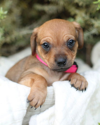 MOLLY - Chihuahua / Poodle (Miniature) available for adoption