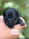 Mae - Photo 8