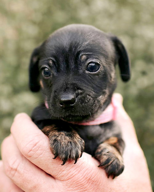 MAE - Chihuahua / Poodle (Miniature) available for adoption