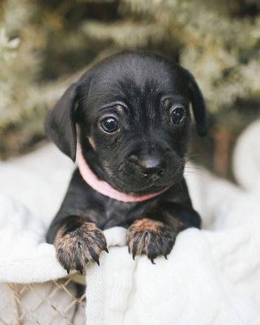MAE - Chihuahua / Poodle (Miniature) available for adoption
