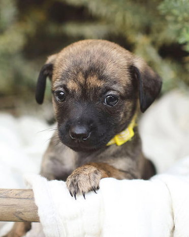 MARGO - Chihuahua / Poodle (Miniature) available for adoption