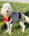 Remi - Photo 5