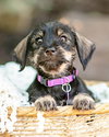 Hattie - Photo 2