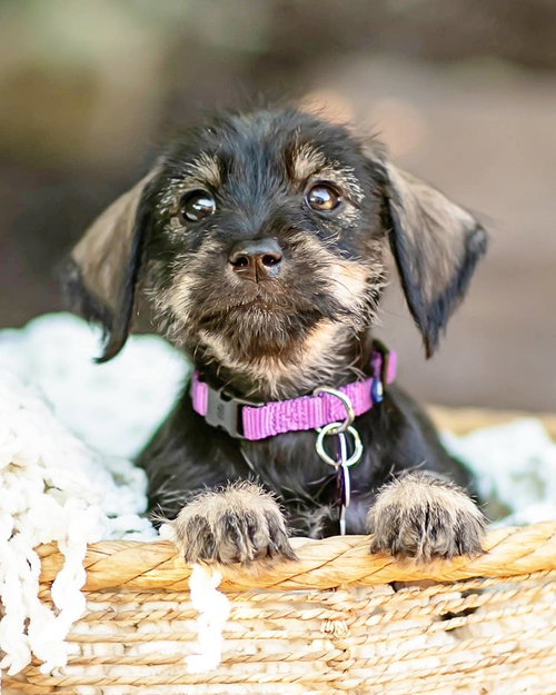 HATTIE - Terrier available for adoption