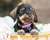 Hattie - Photo 4
