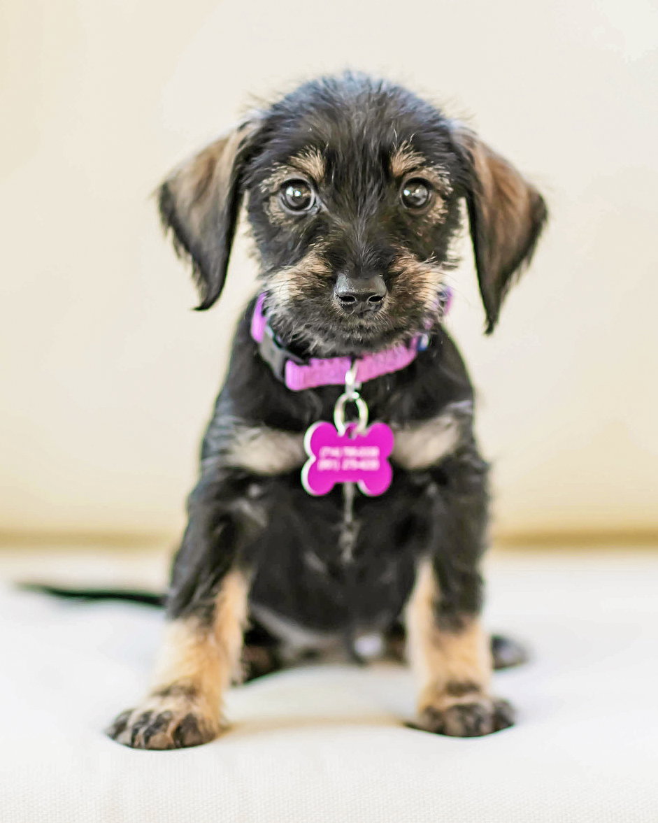 Hattie Image