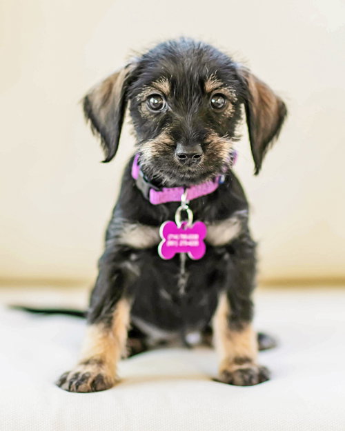 HATTIE - Terrier available for adoption
