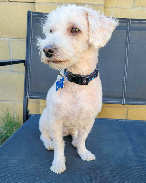 PICKLES - Poodle (Miniature) available for adoption