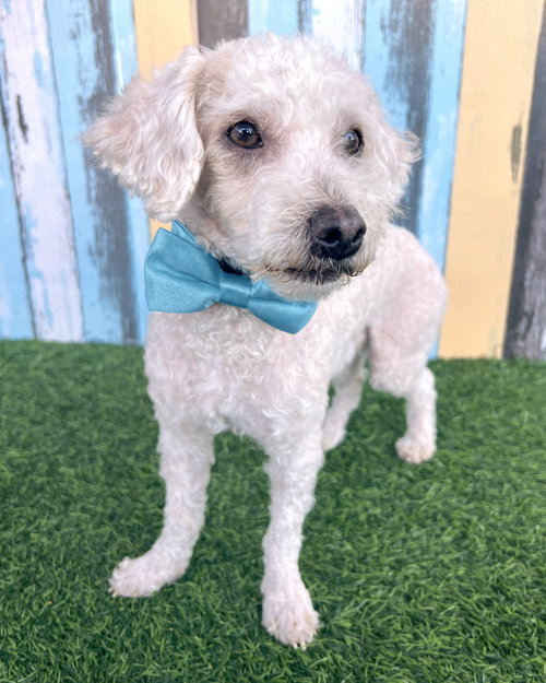 PICKLES - Poodle (Miniature) available for adoption