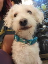 Pickles - Photo 5