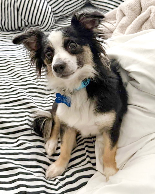 BLUE - Chihuahua / Spaniel available for adoption