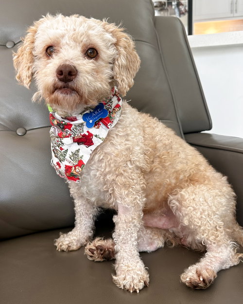 SEBASTIAN - Poodle (Miniature) available for adoption