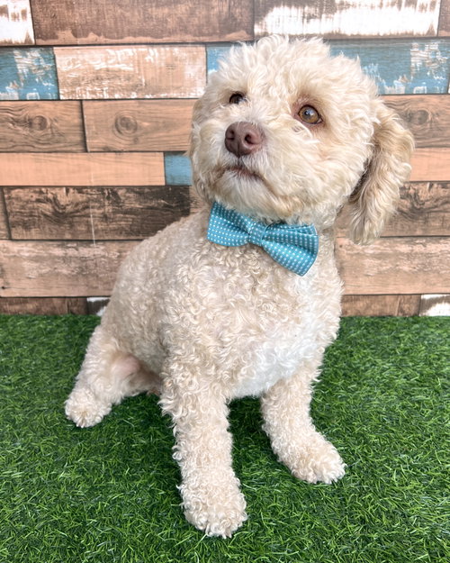 SEBASTIAN - Poodle (Miniature) available for adoption