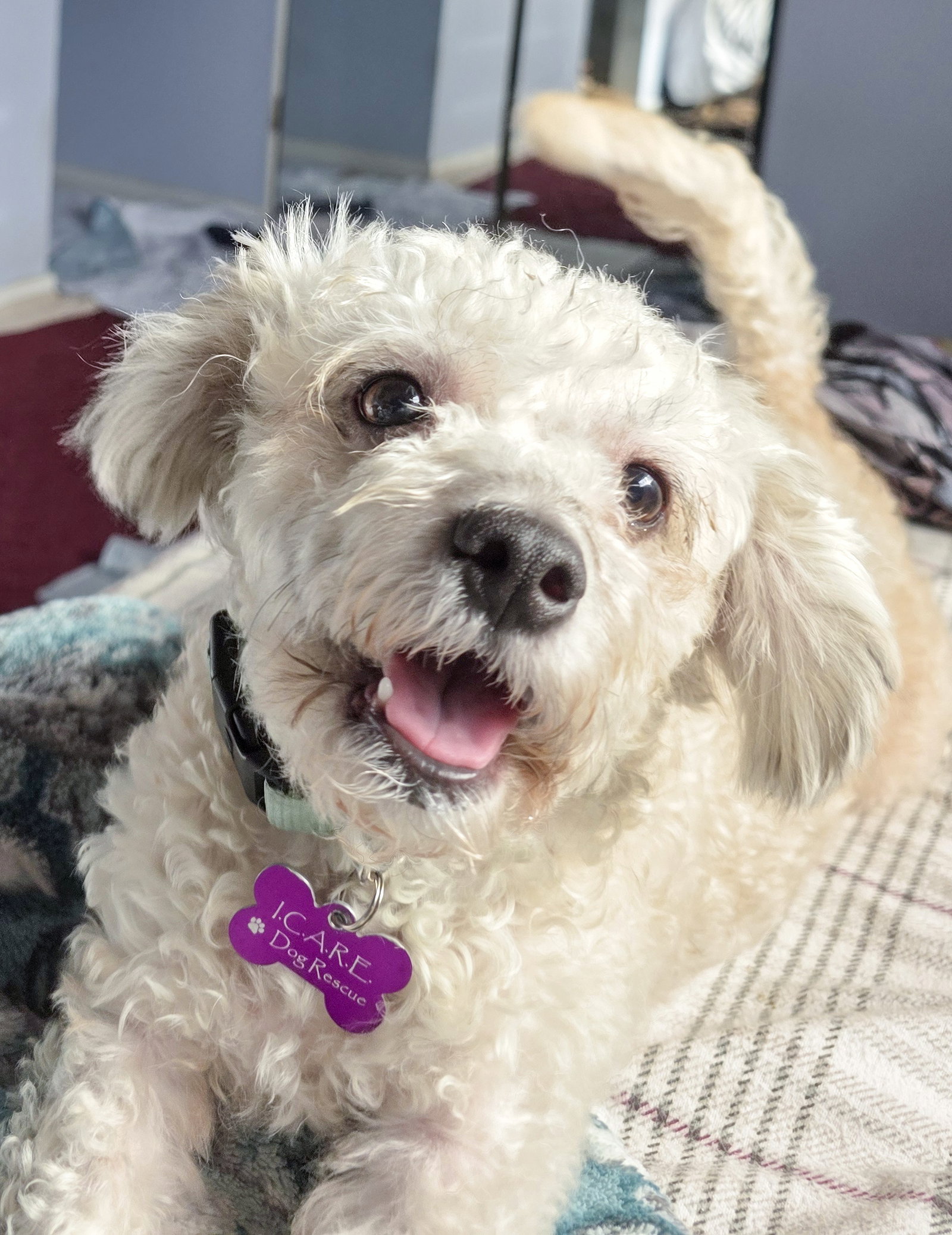 Mochi