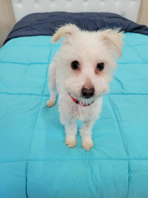 KRIS - Maltese available for adoption