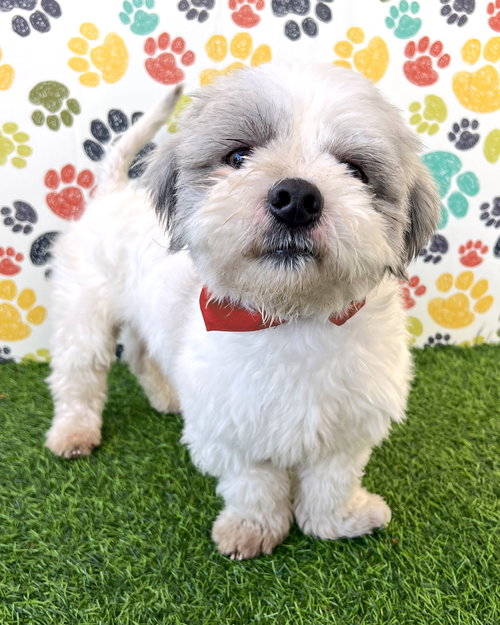 picture of the dog needing adoption