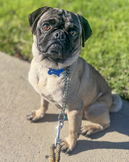 picture of the dog needing adoption