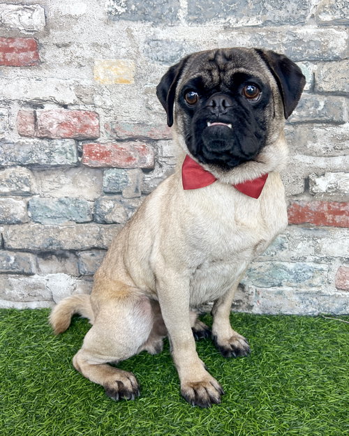 picture of the dog needing adoption
