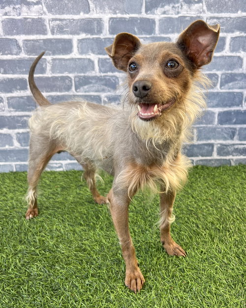 picture of the dog needing adoption