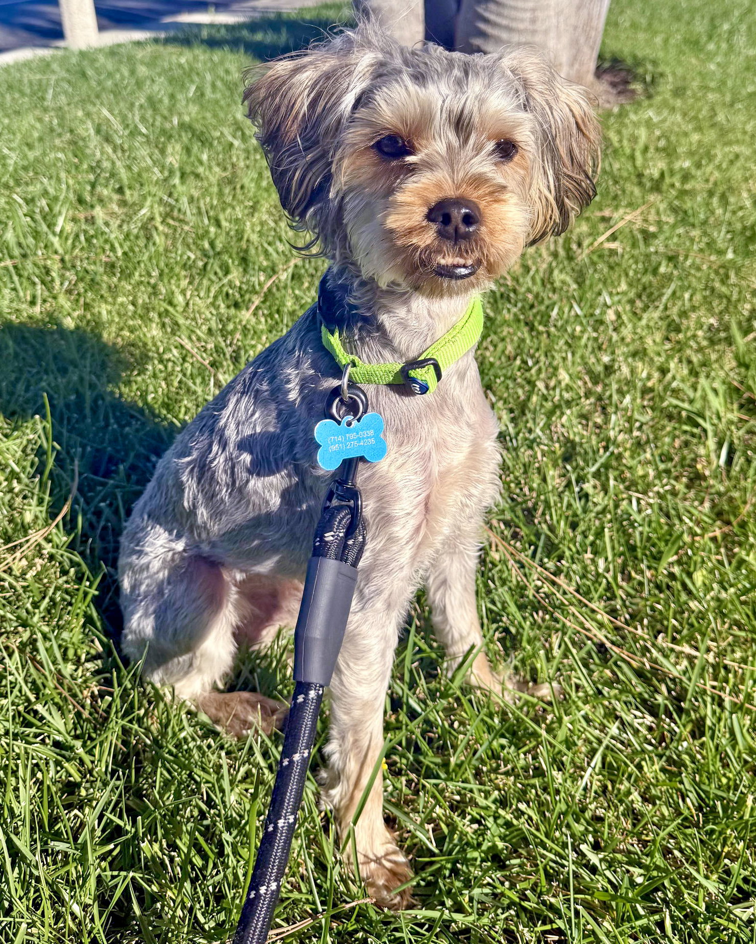 Toby Image