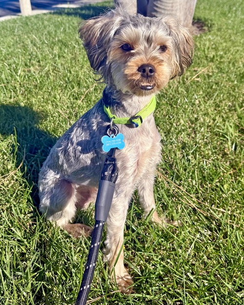 picture of the dog needing adoption