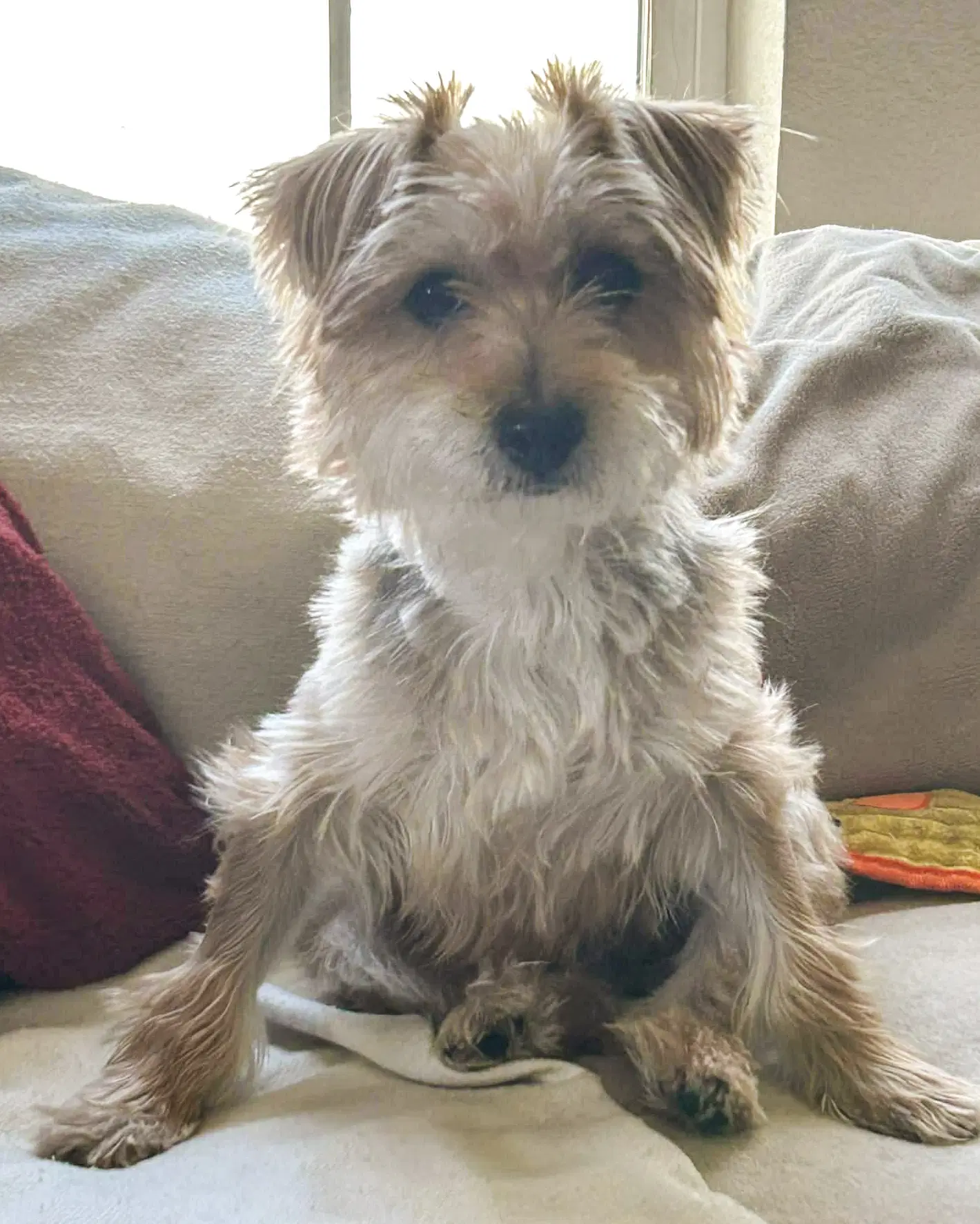Annie image 2