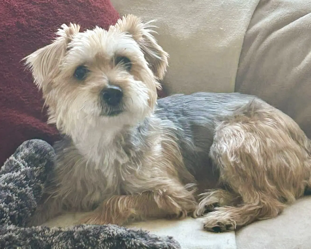 Annie image 3