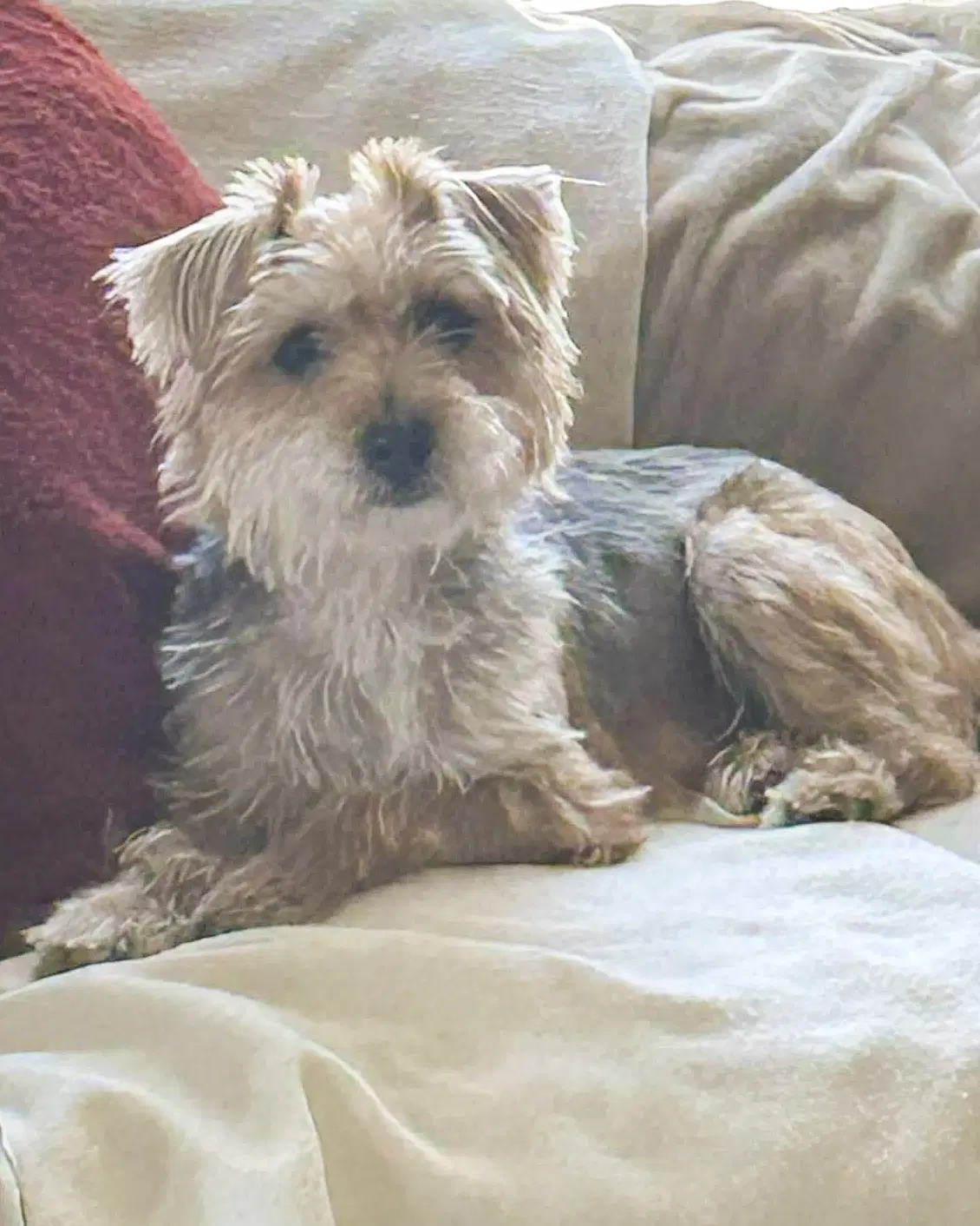 Annie image 4