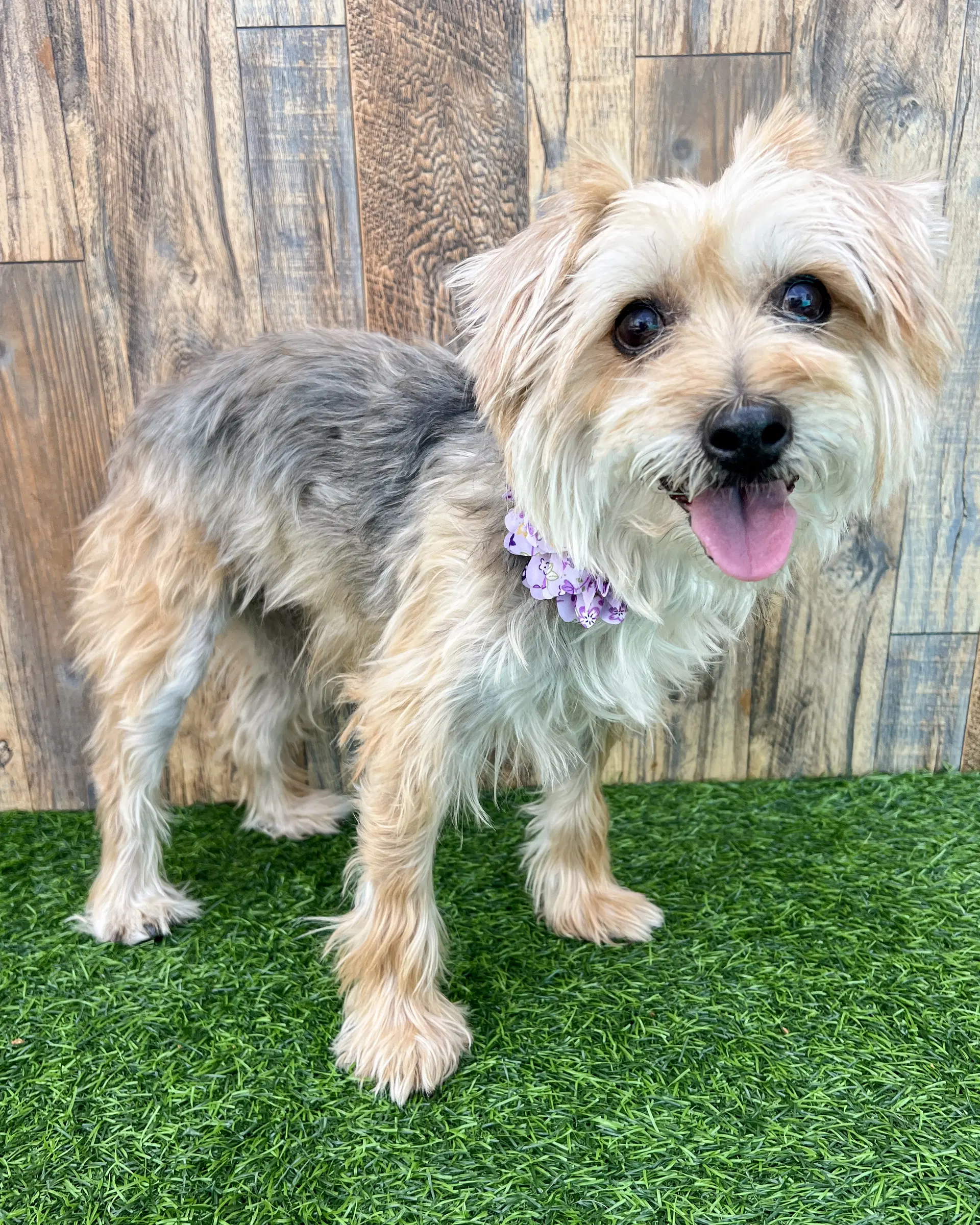Annie - Terrier