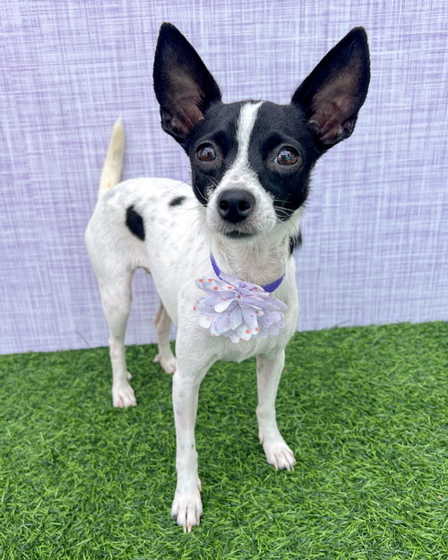Hope, an adoptable Chihuahua in Corona, CA