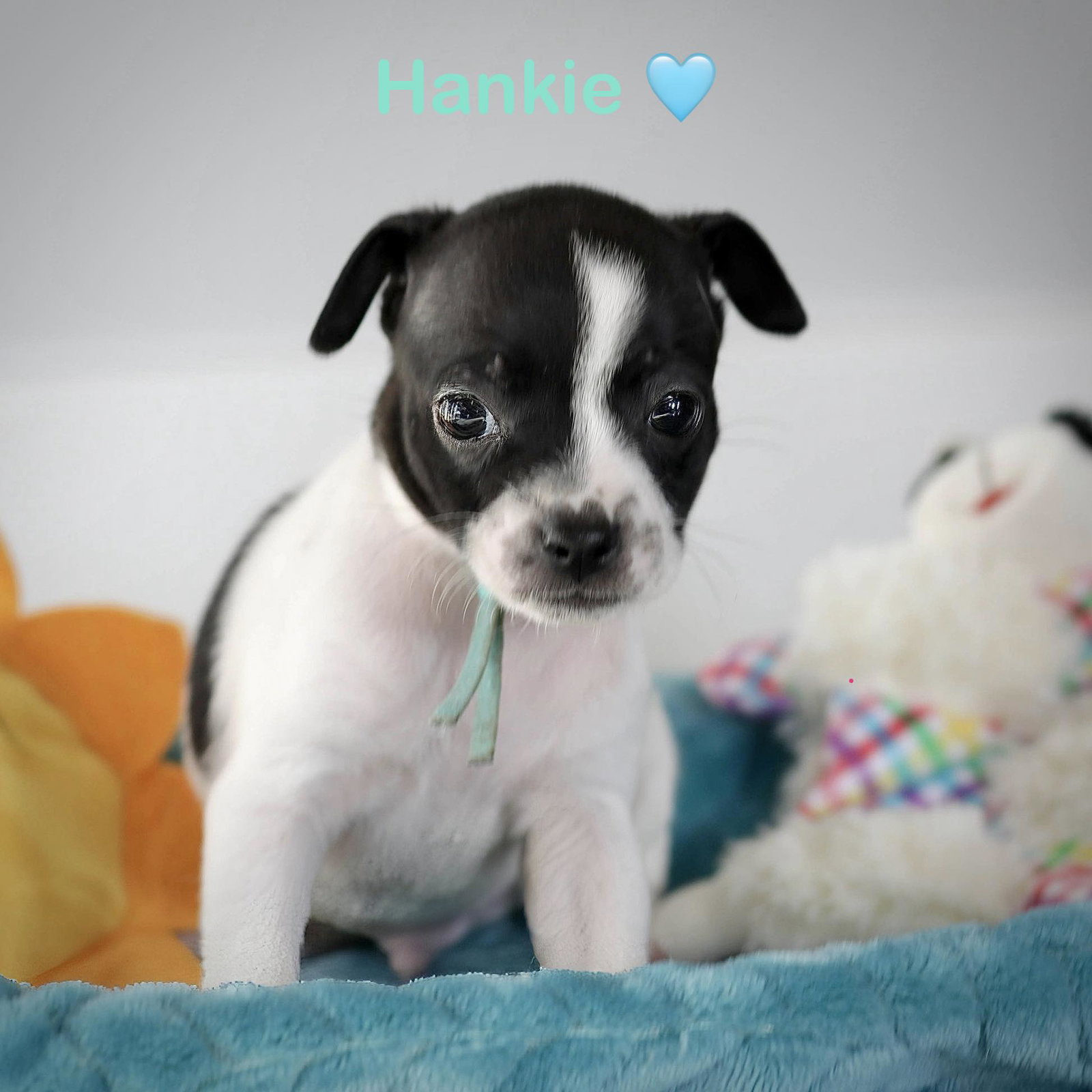 Hankie